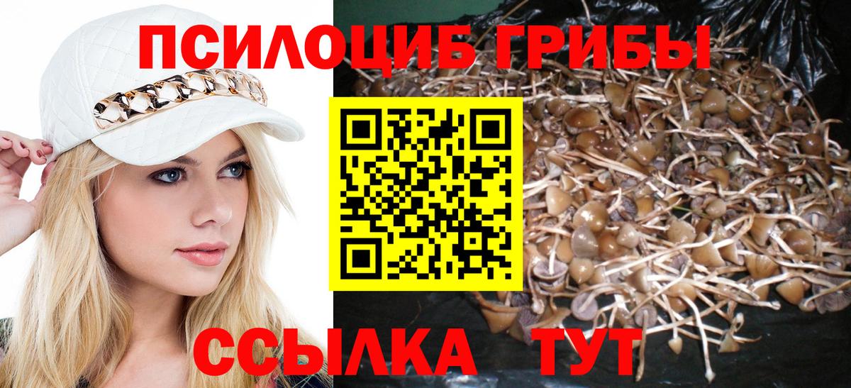 Заинск  Галлюциногенные грибы Psilocybe  Вход с VPN 